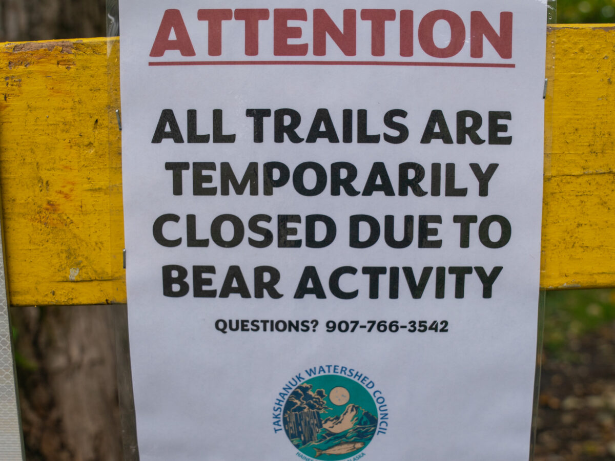 Second bear attack in the Chilkat Valley
