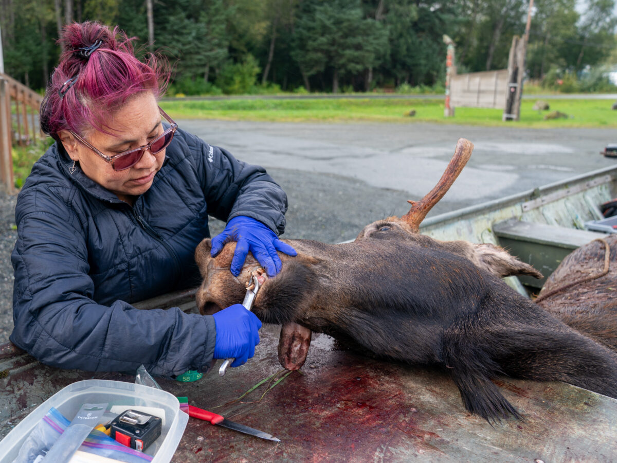 Moose season off to a slow start